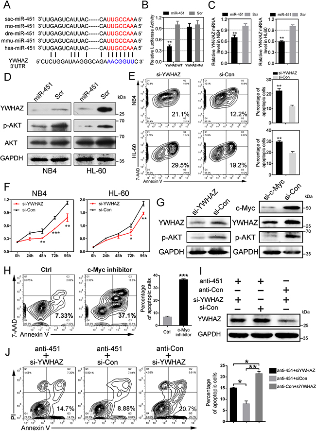 miR-451 directly targets YWHAZ and subsequently suppresses YWHAZ-AKT signaling in AML cells.