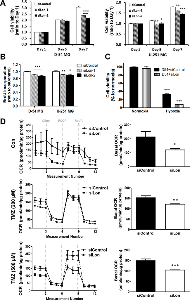 Effect of Lon knockdown on cell proliferation and mitochondrial respiration in glioma cells.