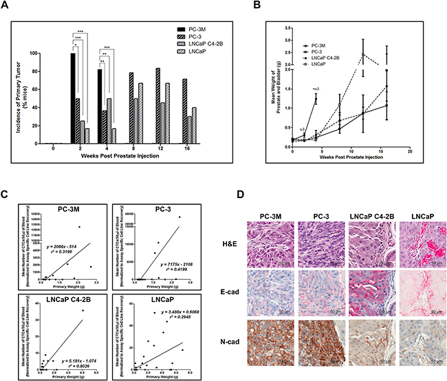 Highly mesenchymal prostate cancer cells exhibit enhanced primary tumor incidence and size and in all cell lines CTC number is correlated with primary tumor size.