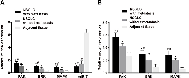 The miR-7 expression and relative mRNA and protein expressions of FAK, ERK and MAPK in NSCLC tissues and the adjacent normal tissues;