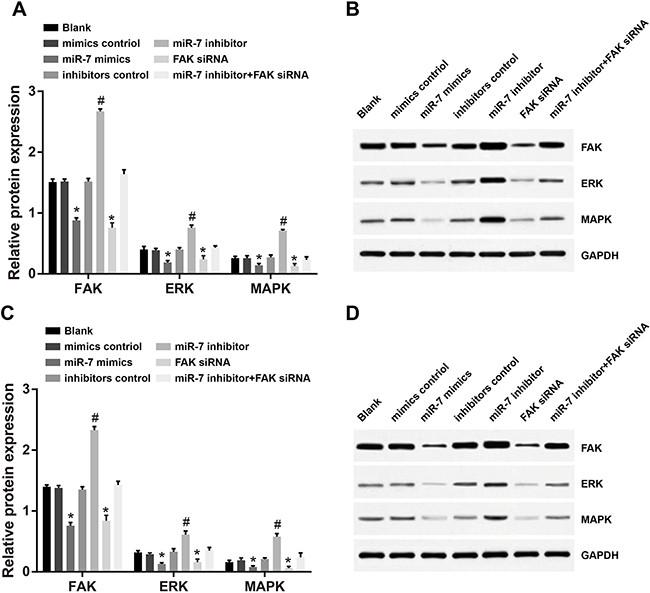 Comparison of protein expressions of FAK, ERK and MAPK in A549 and H1299 cells detected by Western-Blotting