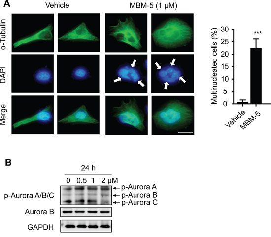 MBM-5 increases formation of multinuclear cells.