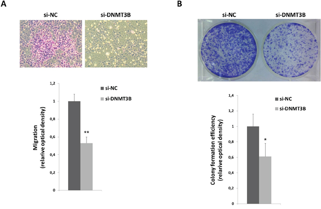 DNMT3B reduction correlates with altered migration and clonogenic ability of RD cells.