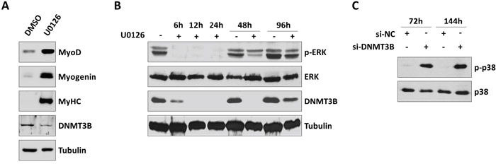 Inhibition of MEK/ERK pathway by U0126 down-regulates DNMT3B and induces myogenic program in RD cells.