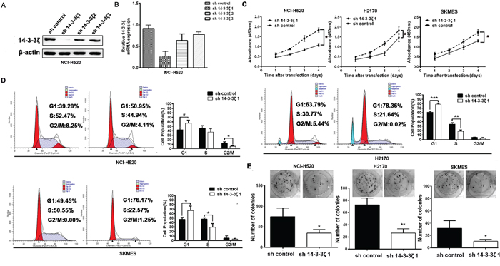 14-3-3&#x03B6; promotes the proliferation of in lung SCC cells in vitro.