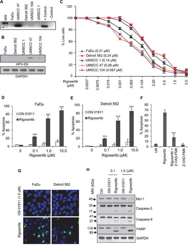 Rigosertib reduces viability and enhances apoptosis in HNSCC cell lines.