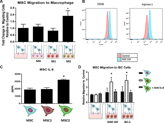 MSCs and macrophages cross-talk through IL-6.