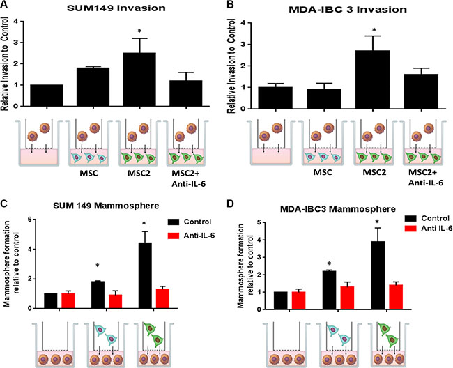 Crosstalk between educated MSCs and IBC cells increases IBC invasion and self-renewal through IL-6.