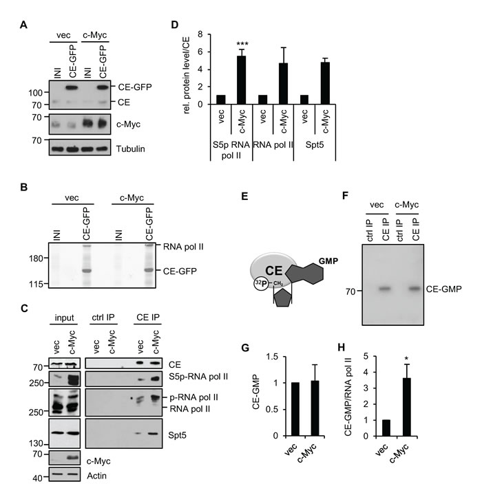 c-Myc increases the interaction of CE with RNA pol II.