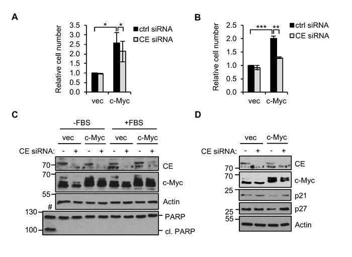 Figure 7. CE depletion reduces c-Myc-dependent cell proliferation . (