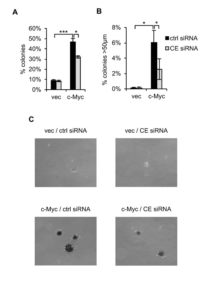 CE is required for c-Myc-induced transformation.