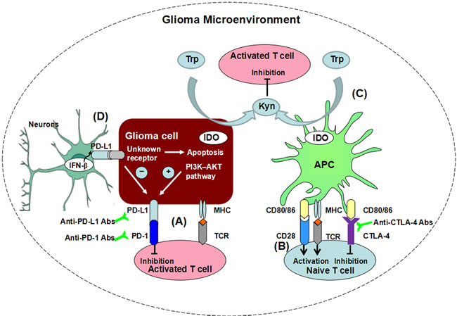 Immune checkpoints suppress T cell function in glioma microenvironment through differential mechanisms.