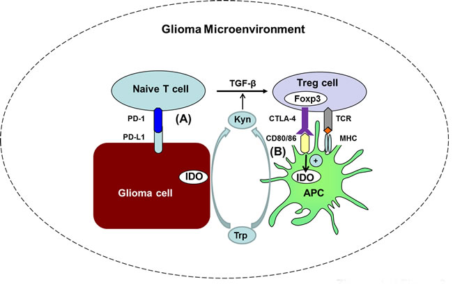The diversified mechanisms by which various immune checkpoints promote each other, activate Tregs, and contribute to the immunosuppressive microenvironment in glioma.