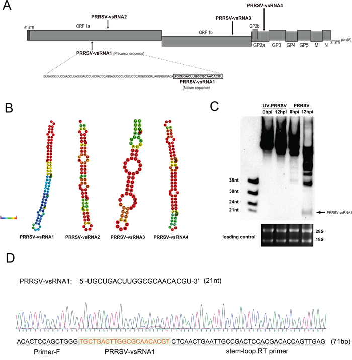 Prediction and identification of PRRSV-encoded miRNA.