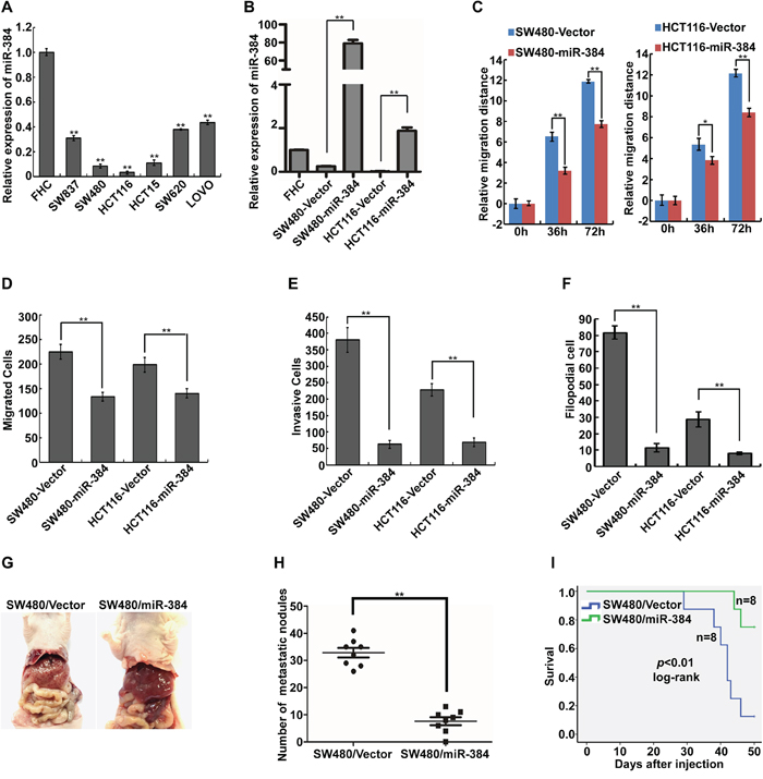 Over-expression of miR-384 inhibits the invasive and metastatic abilities of CRC cells in vitro and in vivo.