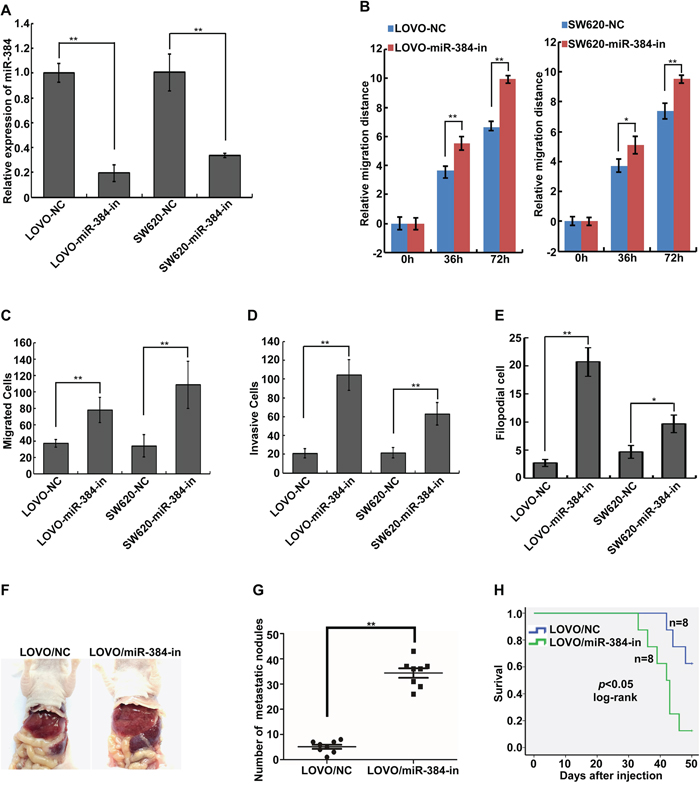 Inhibition of endogenous miR-384 promotes the invasive and metastatic abilities of CRC cells in vitro and in vivo.