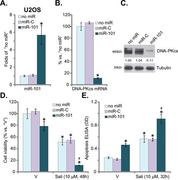 miR-101 downregulates DNA-PKcs and augments salinomycin&#x2019;s cytotoxicity in OS cells.