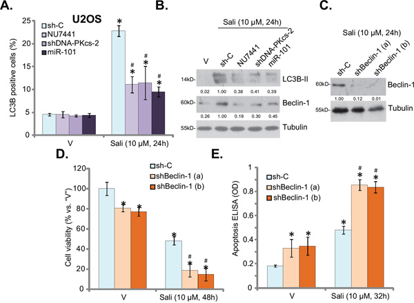 DNA-PKcs is required for salinomycin-induced autophagy activation in OS cells.