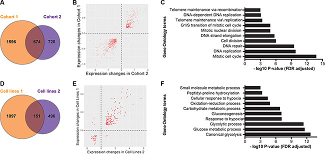 Differentially expressed gene sets show commonalities in both patient and cell line cohorts.