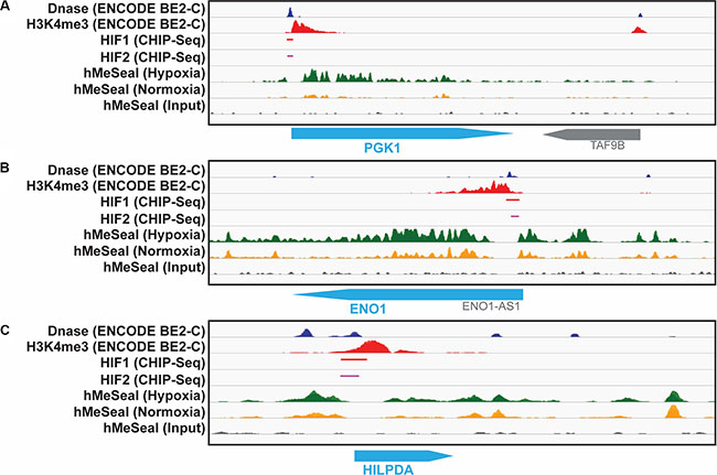 hMe-Seal and ENCODE data demonstrate an open chromatin structure and HIF binding at the promotor sites of identified genes.
