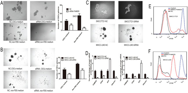 Suspension-cultured SMCC7721 and MHCC-LM3 cells with FAM83D knockdown presented lesser and smaller tumor spheroids than controls no matter in the non-FBS medium or CSCs medium A-B.
