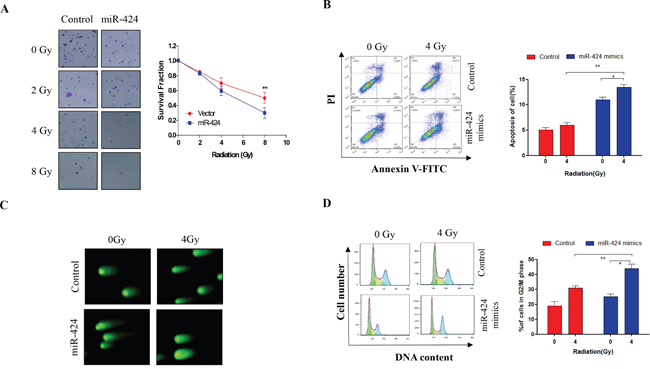 Ectopic expression of miR-424 enhances radiosensitivity of Hela-XR cells.