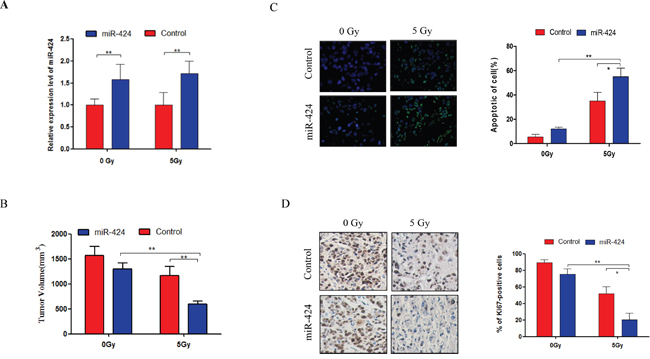 Combined treatment of miR-424 and IR significantly suppressed tumor growth in vivo.