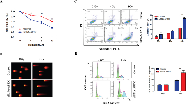 Silencing of APTX enhanced the radiosensitivity of Hela-XR cells.