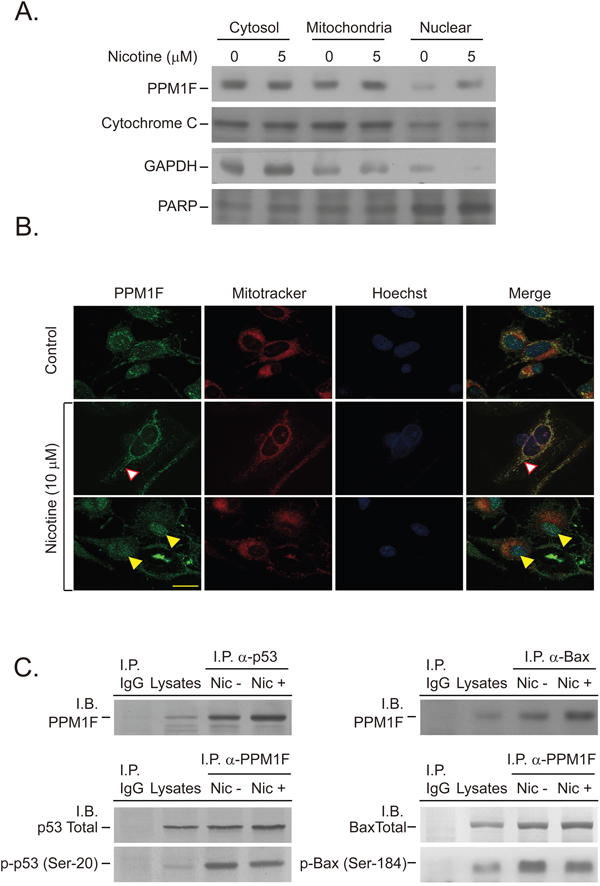 Nicotine induces PPM1F nuclear and mitochondrial translocation and complex formation with p53 and BAX.