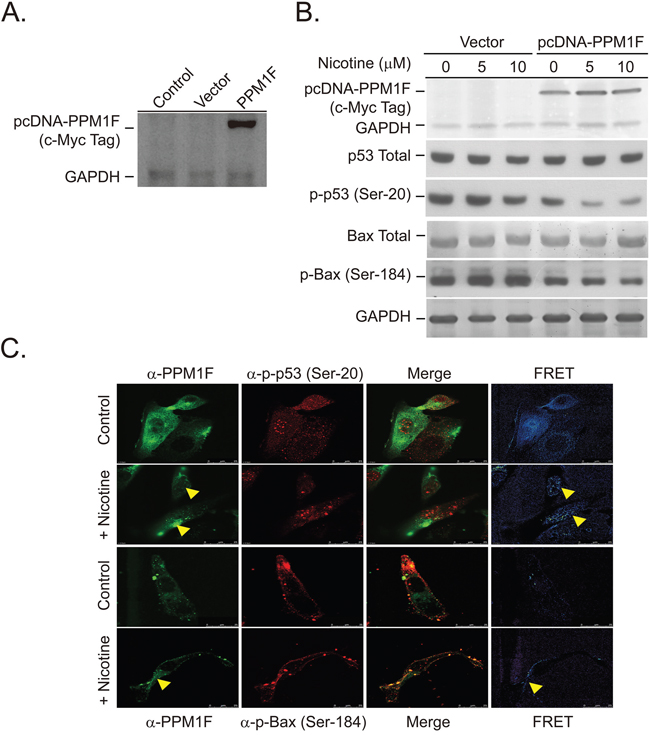 Overexpression of PPM1F in the nucleus and mitochondria induces dephosphorylation of p53 and BAX.