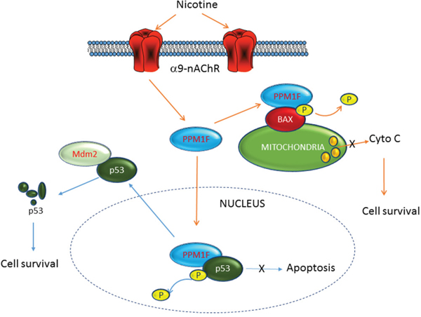 Schematic representation of the involvement of PPM1F in nicotine-induced breast cancer tumorigenesis.