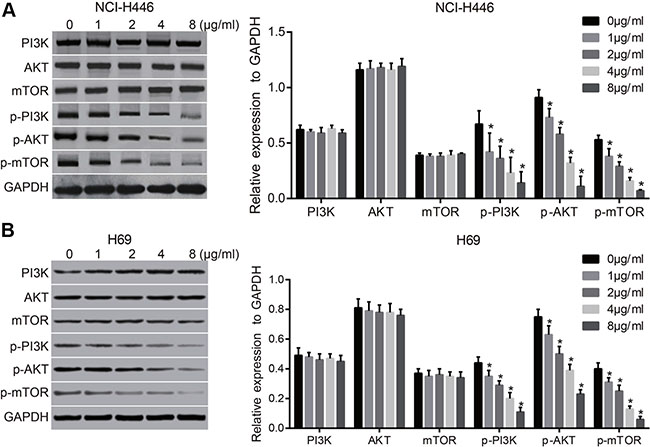 Effects of different doses of tunicamycin on the PI3K/AKT/mTOR signaling pathway in NCI-H446 and H69 cells.