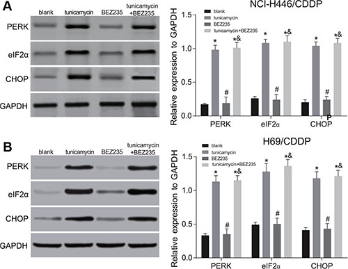 Effects of tunicamycin and BEZ235 on the activation of endoplasmic reticulum stress (ERS) in NCI-H446/CDDP and H69/CDDP cells.