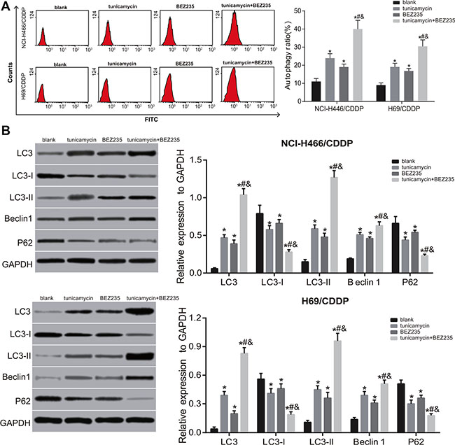 Effects of tunicamycin and BEZ235 on the autophagy of NCI-H446/CDDP and H69/CDDP cells.