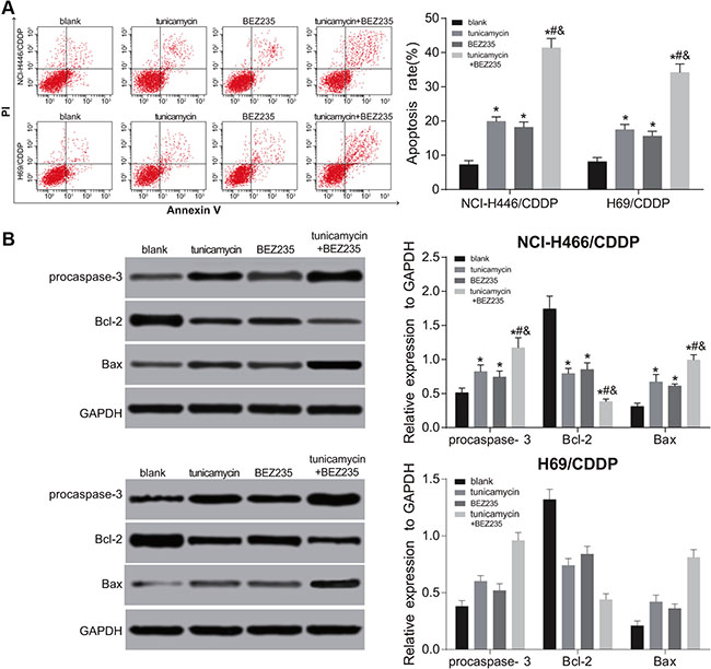 Effects of tunicamycin and BEZ235 on the apoptosis of NCI-H446/CDDP and H69/CDD cells.