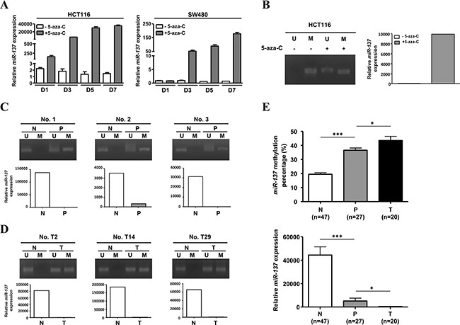 miR-137 is methylated in colorectal cancer cells.