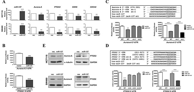 mir-137 specifically targets PTGS2, CDK6, CDC42 and Aurora-A.