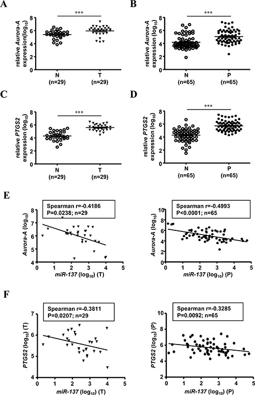 The expression of miR-137 is negatively correlated with Aurora-A mRNA in human colorectal cancer tissues and colon polyps.