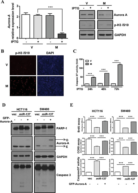 The overexpression of Aurora-A rescues the effect of miR-137-induced G2/M accumulation and apoptosis.