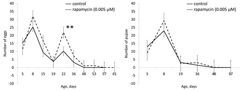 Effect of rapamycin (0.005 &micro;&#x41c;) on fertility of females Drosophila melanogaster.