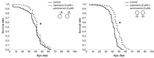 Effect of combined use of rapamycin (5 &micro;&#x41c;) and wortmannin (5 &micro;&#x41c;) on lifespan Drosophila melanogaster.