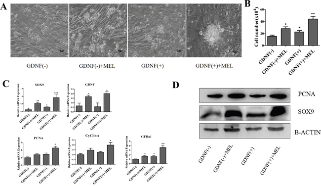 Analysis of the effect of GDNF and melatonin on goat SSCs culture.