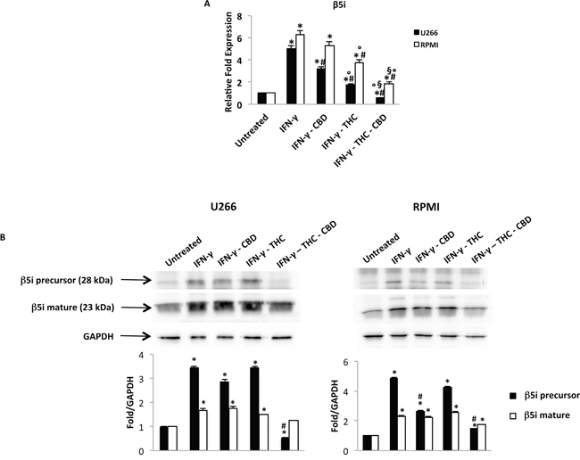 Regulation of the &#x03B2;5i subunit by THC and CBD in MM cell lines stimulated with IFN-&#x03B3;.