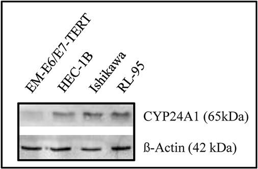 Upregulation of CYP24A1 in endometrial cancer cells.