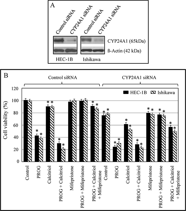 Effect of CYP24A1 silencing on protein expression and growth in endometrial cancer cells.