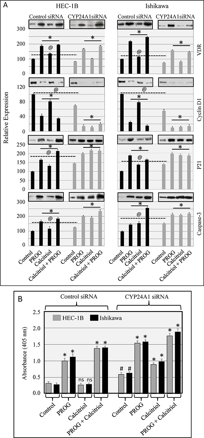 Effect of CYP24A1 knockdown on vitamin D-regulated protein levels in endometrial cancer cells.