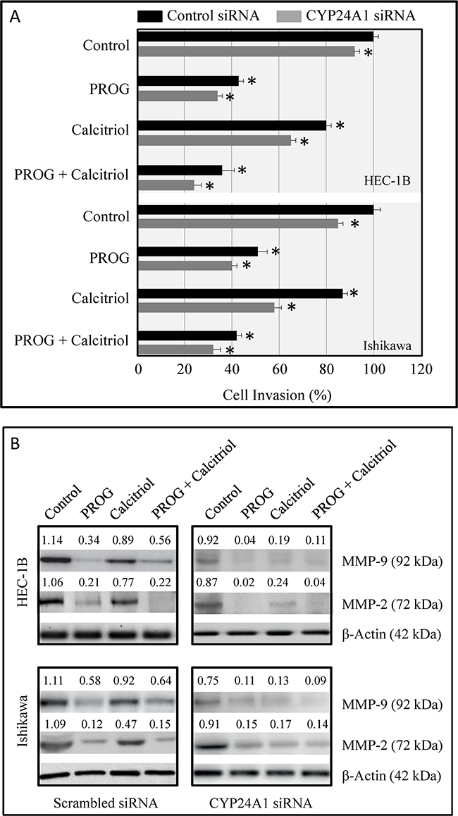 Effects of CYP24A1 knockdown on invasive potential and MMP expression in endometrial cancer cells.