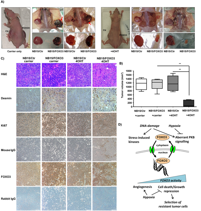 Xenograft transplantation experiments reveal a gene-dosage dependent effect of FOXO3 on NB tumors in vivo.