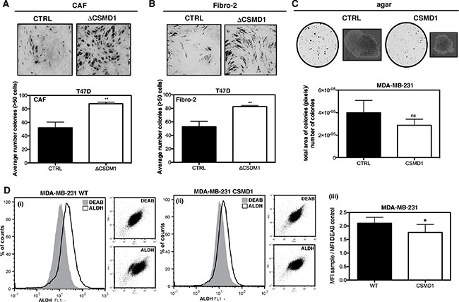 Clonogenicity of &#x0394;CSMD1 cells was stimulated by breast fibroblasts.