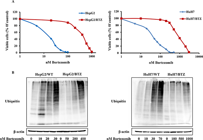 Resistance to the proteasome inhibitor bortezomib in bortezomib-resistant HCC cell lines HepG2/RTZ and HuH7/RTZ.